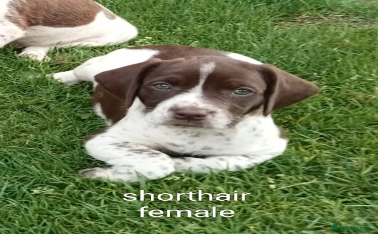 Mixed Breed dogs - Advert 6