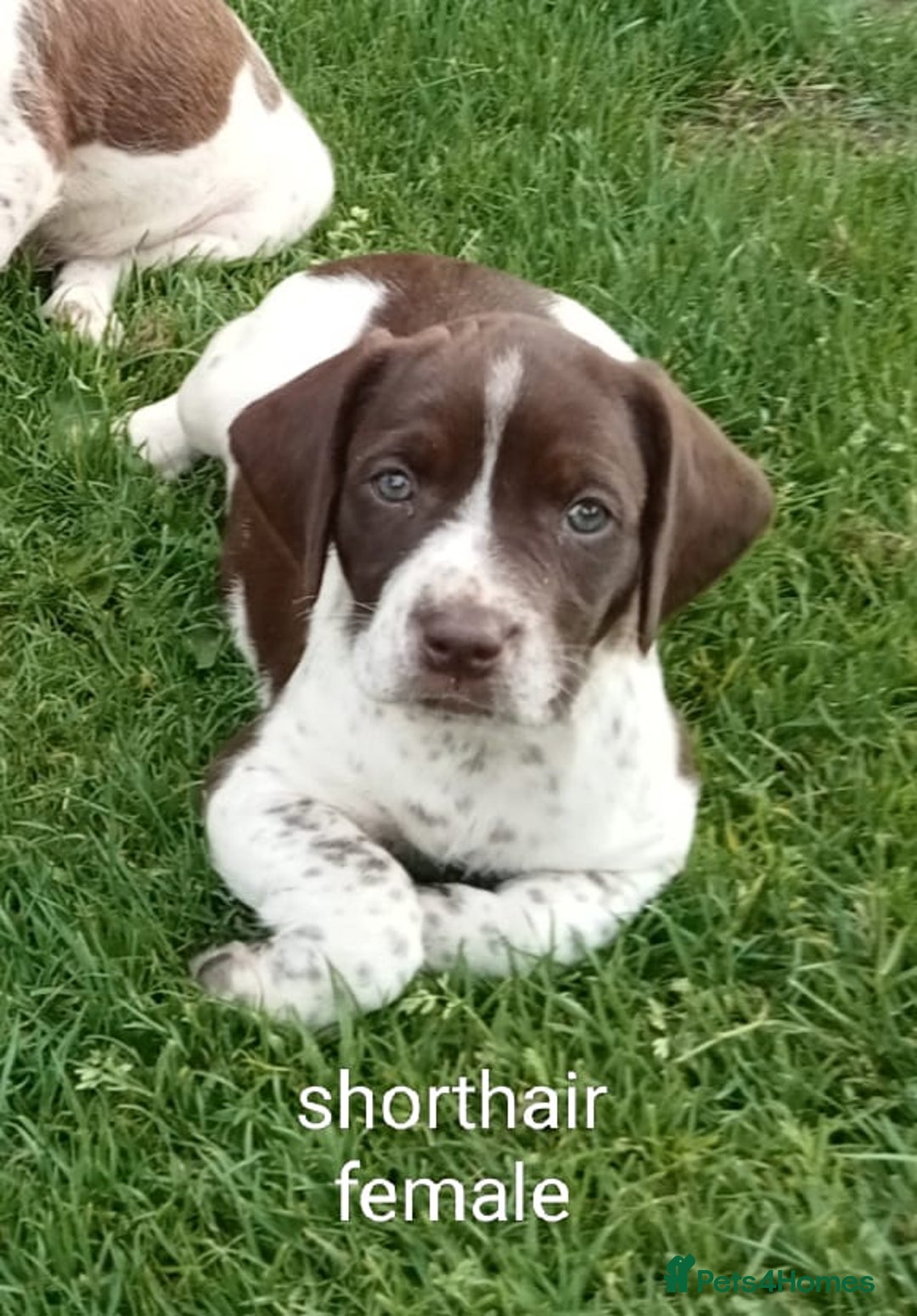 Mixed Breed dogs for sale: New Norfolk Spaniels- Ready Now - Image 1