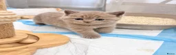 British Shorthair cats for sale: TICA Registered Lilac BSH Kitten – Champion Dad - Advert 7
