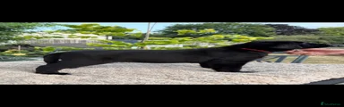 Labrador Retriever 4