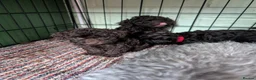 Toy Poodle dogs for sale: For sale Toy poodle puppies  - Advert 25
