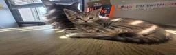 Mixed Breed cats for sale: 3 beautiful babies looking for forever homes - Advert 5