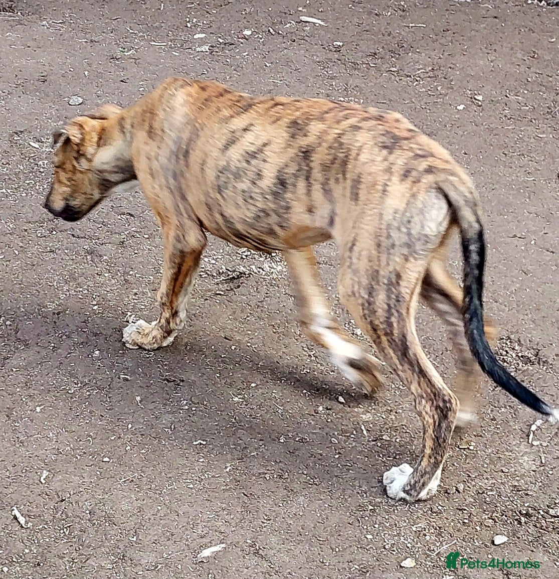Greyhound Puppy 1