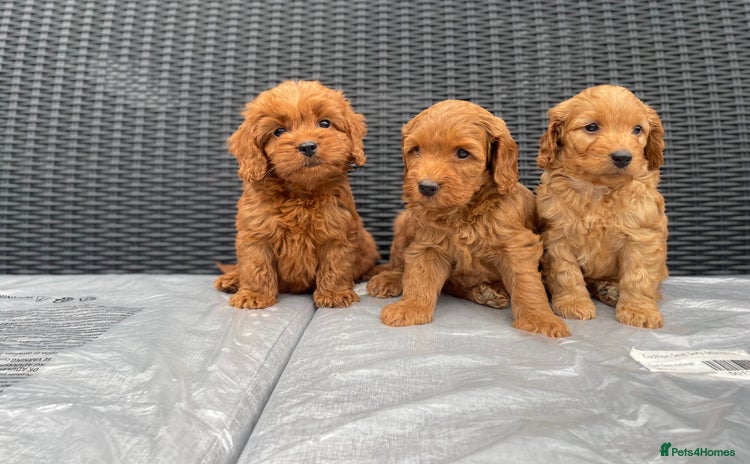 Cockapoo dogs - Advert 4