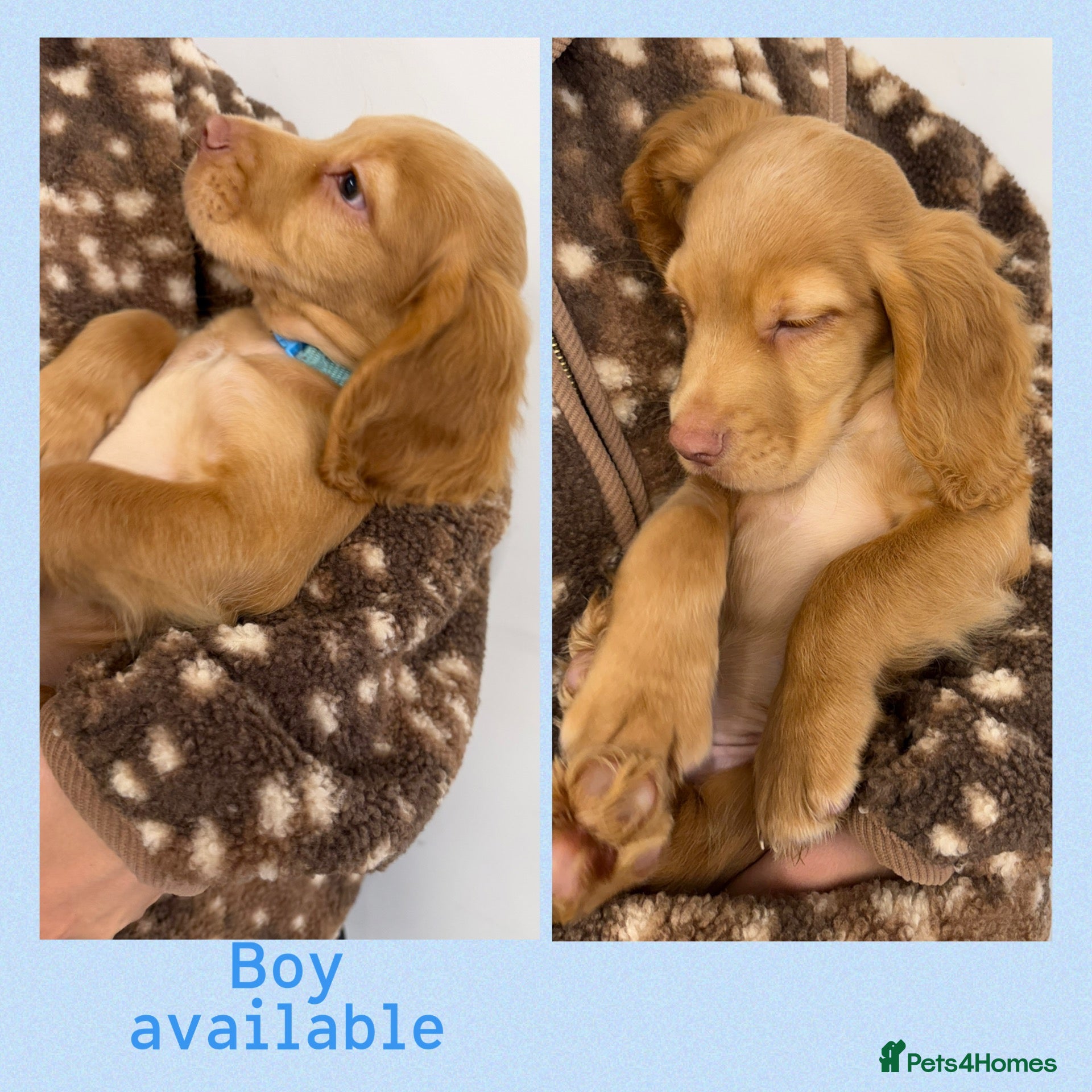 Cocker Spaniel dogs KC Registered Cocker Spaniels - Advert 2