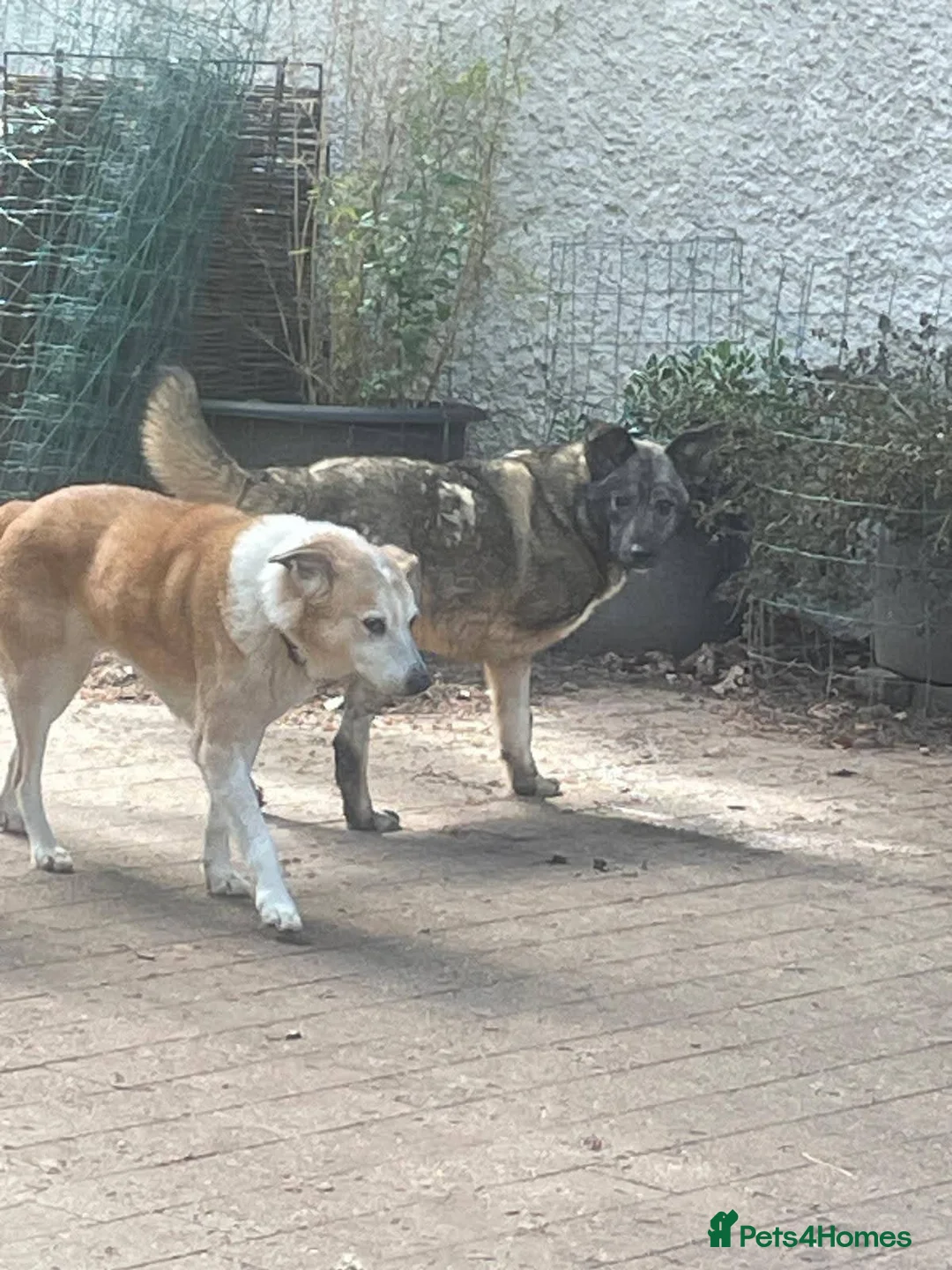 Mixed Breed dogs for adoption: Meet Rosa, currently residing in Guildford  in Guildford - Advert 3