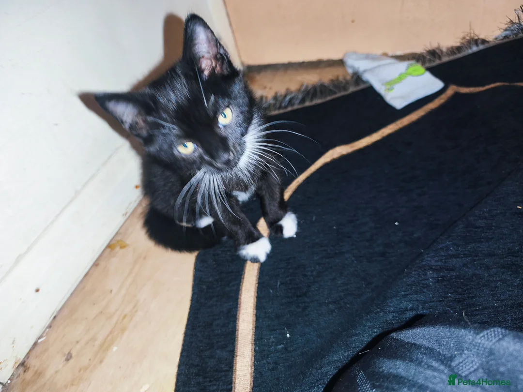 Mixed Breed cats for sale: 1 beautiful tuxedo kitten left - Advert 4
