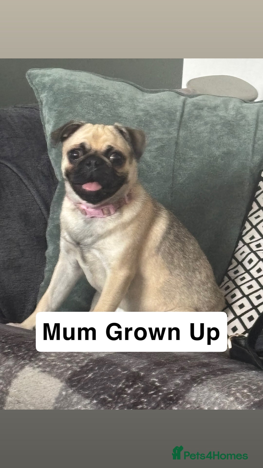 Mixed Breed dogs for sale: Beautiful Pug × Bichon Frise Puppies – Ready 08/12 - Advert 20