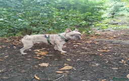 French Bulldog dogs for sale: 2 Year old male Blue Merle Frenchie - Image 3