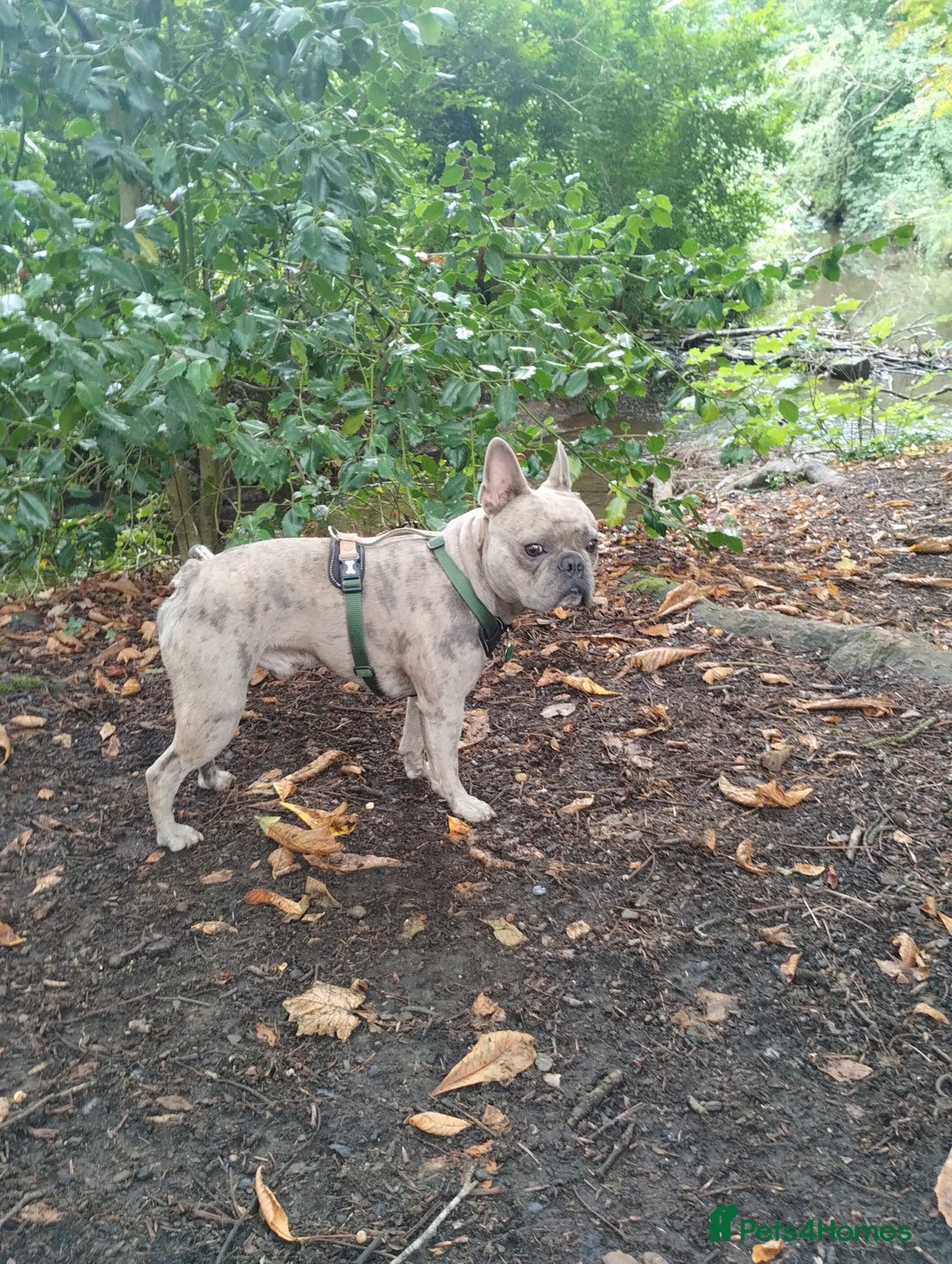 French Bulldog dogs for sale: 2 Year old male Blue Merle Frenchie - Image 3
