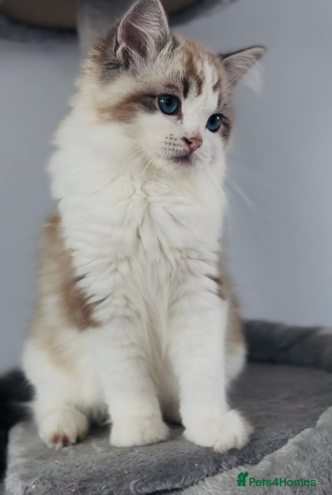 Ragdoll cats for sale: Active Tica Champion blood Ragdoll kittens - Image 5