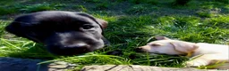Labrador Retriever dogs for sale: KC registered - A beautiful black female labrador - Advert 5