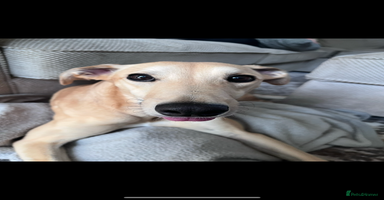 Lurcher dogs - Advert 5