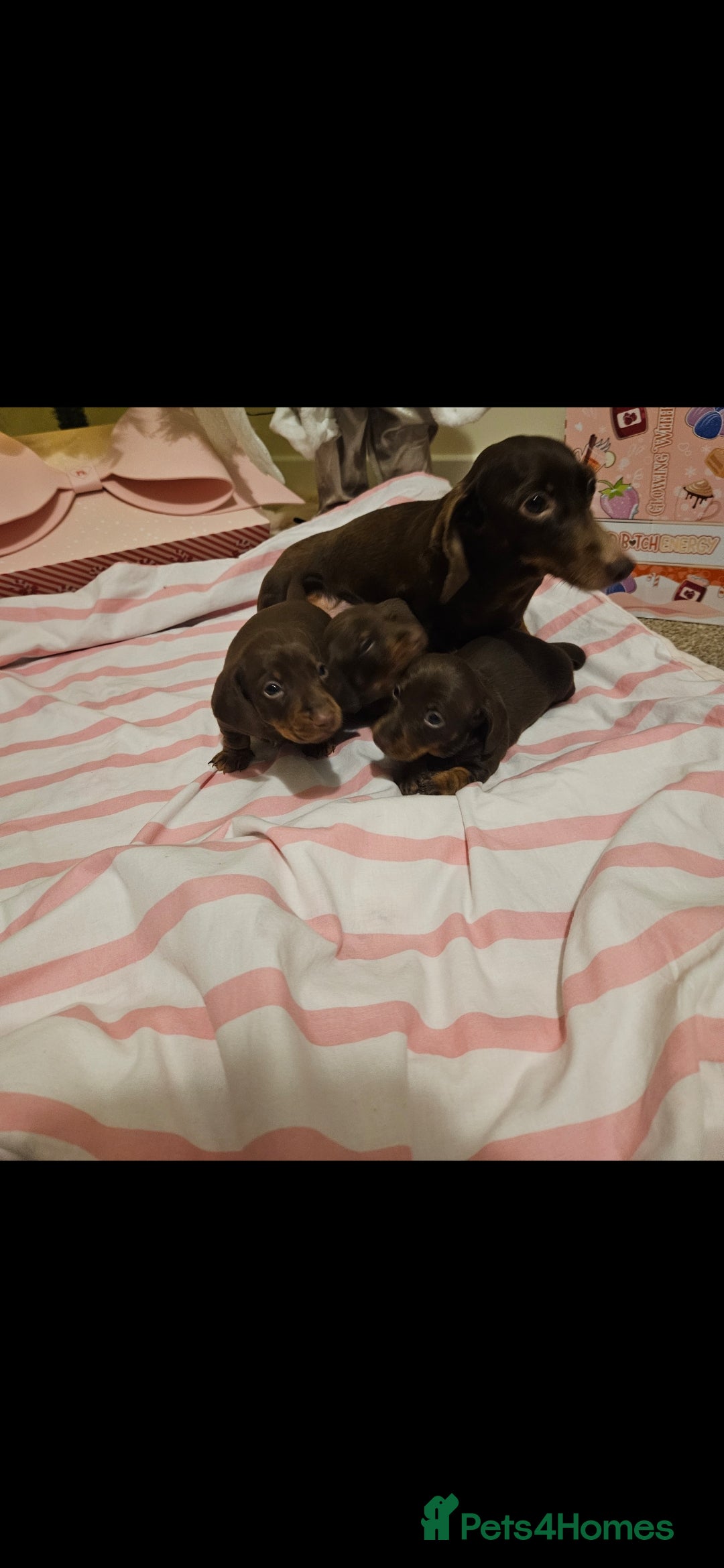 Miniature Dachshund dogs for sale: Miniature dachshund  - Advert 2