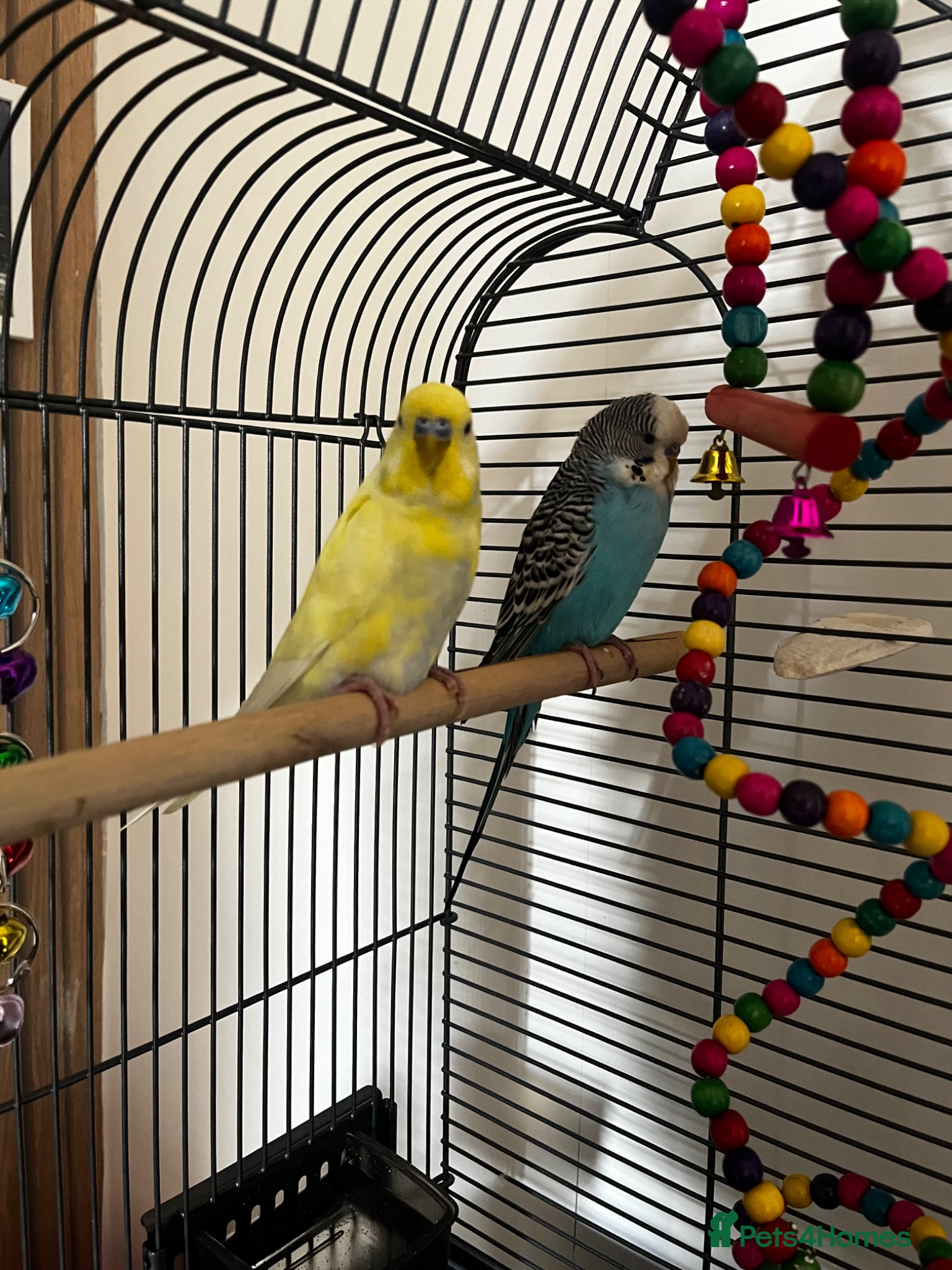 Budgerigars birds 2 budgies - Advert 16