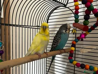 Budgerigars birds 2 budgies - Advert 16