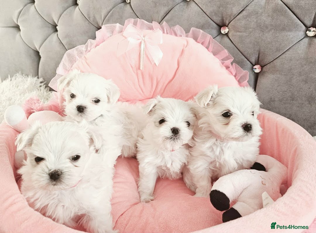 Maltese dogs for sale: 4 Exceptional Maltese Girl Puppies**KC REGISTER** - Advert 17