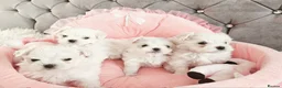 Maltese dogs for sale: 4 (SOLD) Exceptional Maltese Girl Puppies - Advert 3