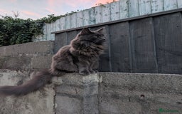 Maine Coon cats for sale: Kari Maine Coon - Image 2