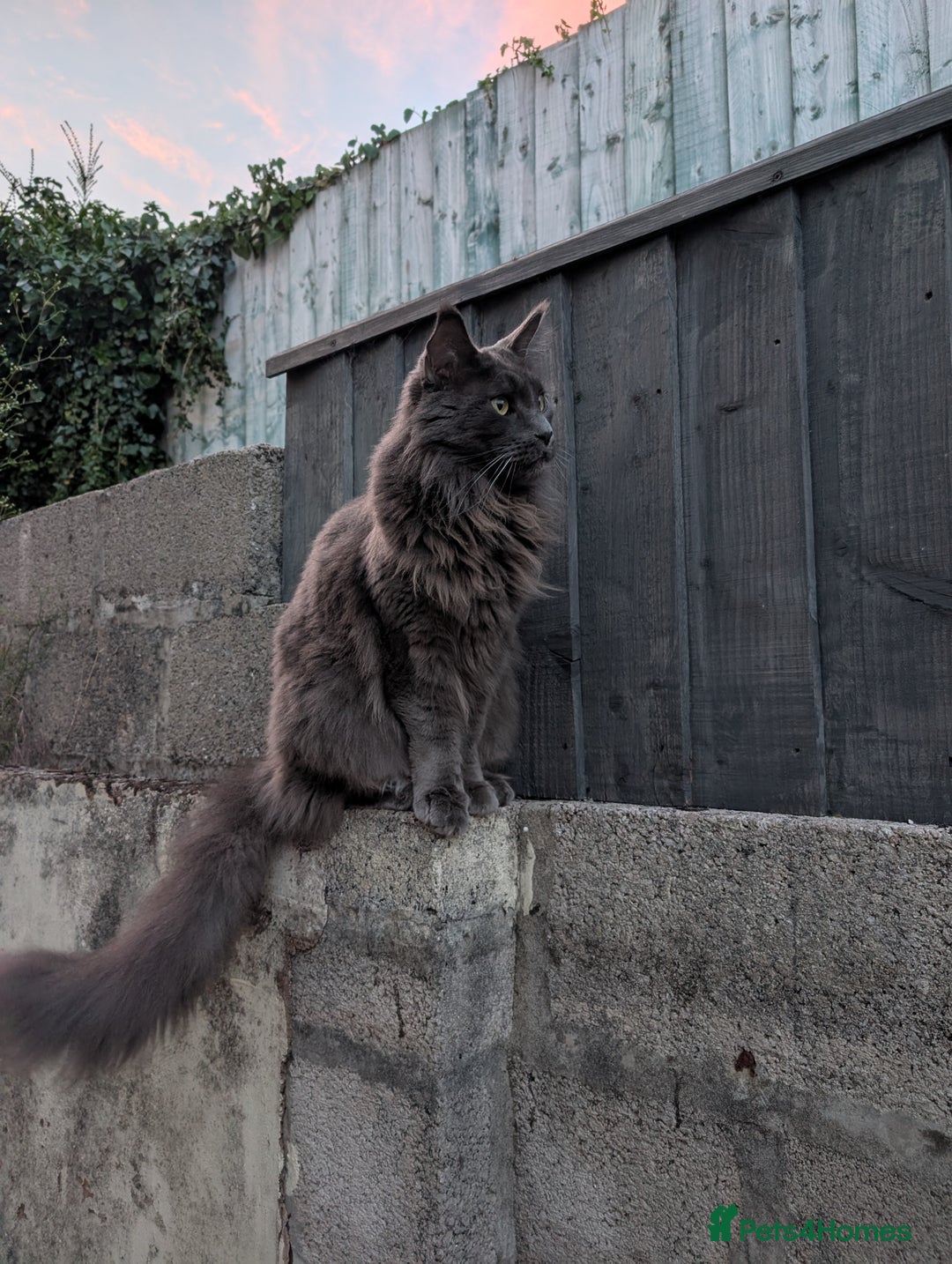 Maine Coon cats for sale: Kari Maine Coon - Image 2