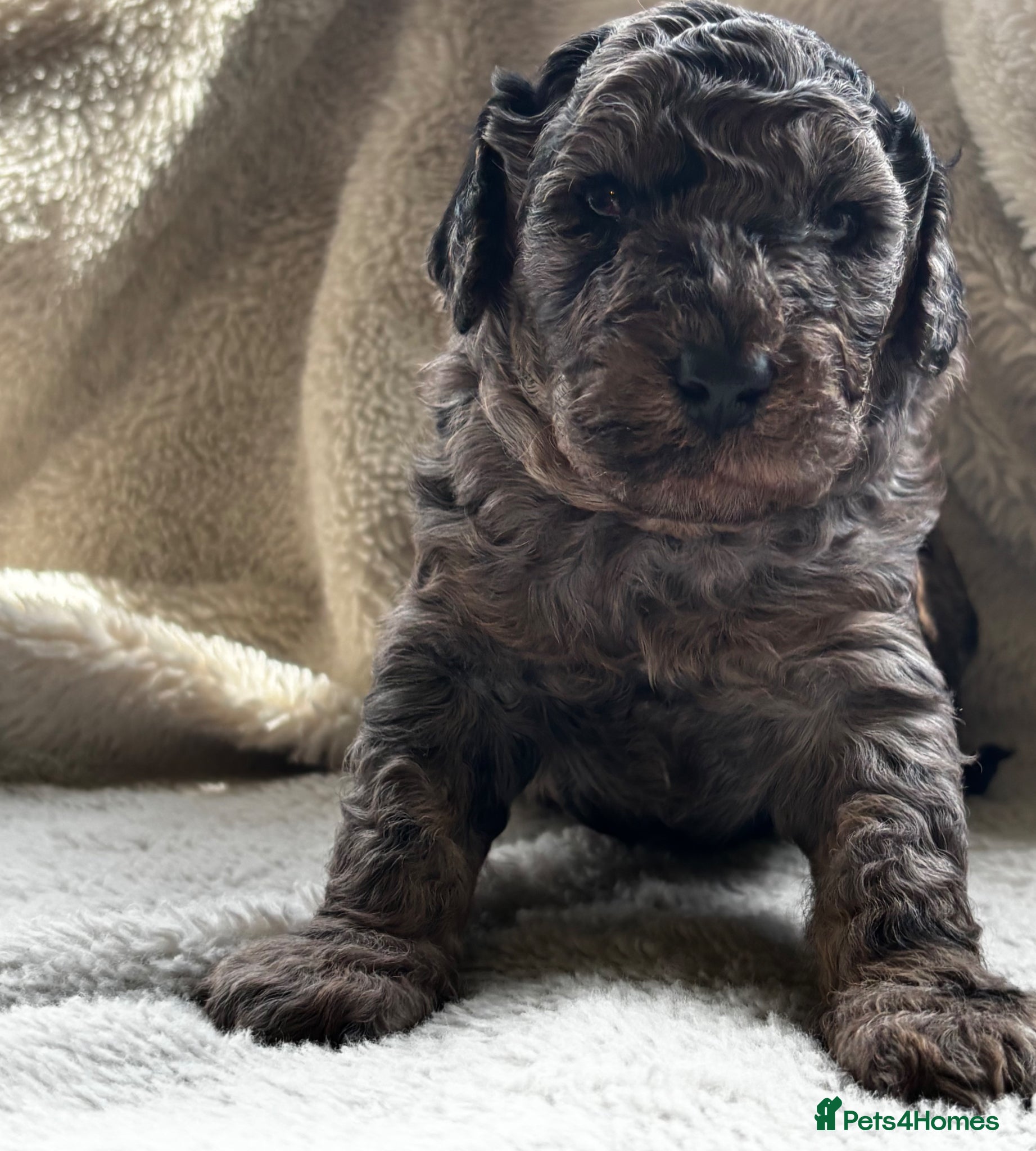 Cockapoo dogs 5 Stunning F1B cockapoo puppies ready 18th June - Advert 19