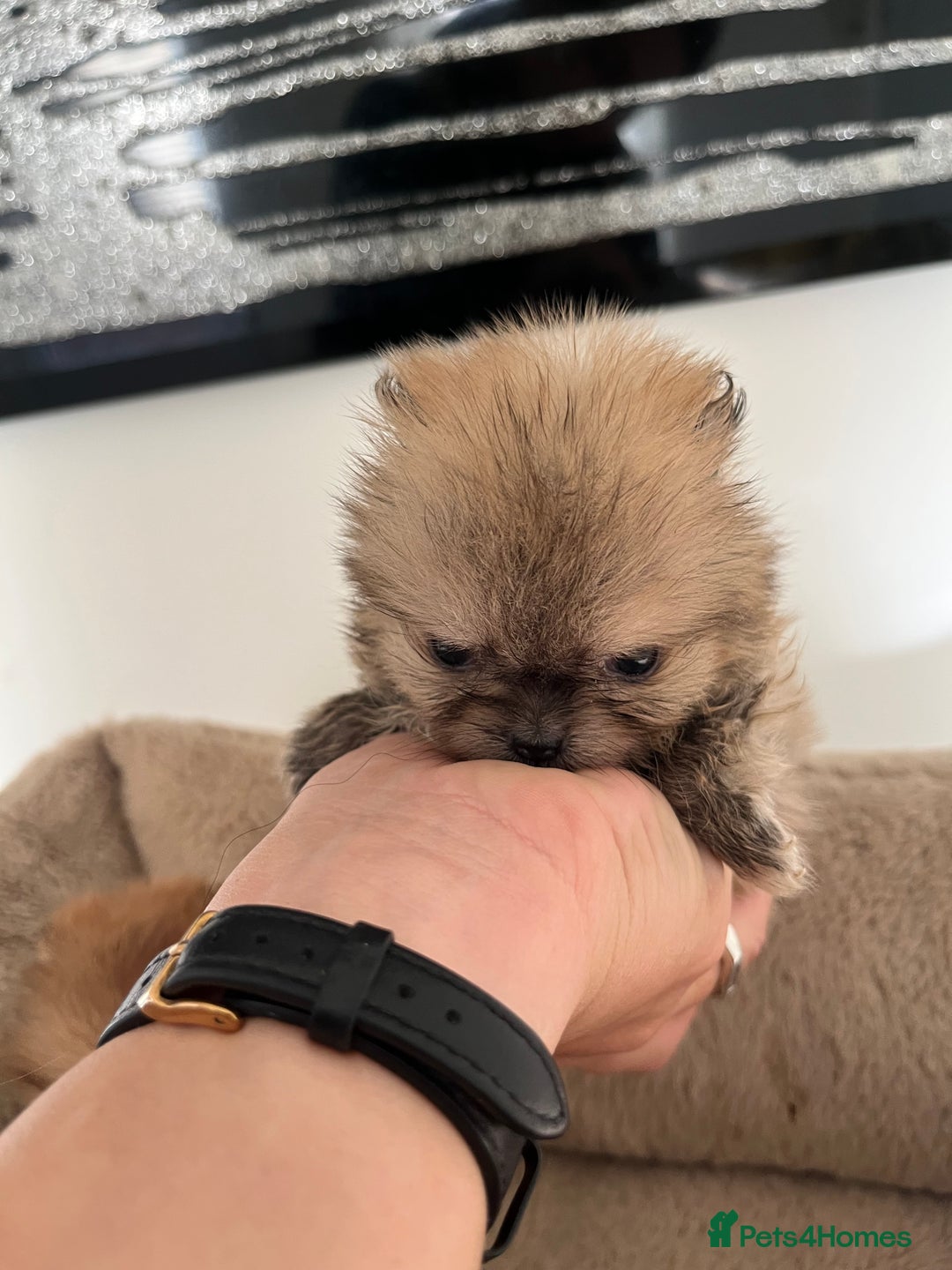 Pomeranian dogs for sale: Extremely Small🐻High Quality🏆Rare Beauty 🔥 - Advert 17