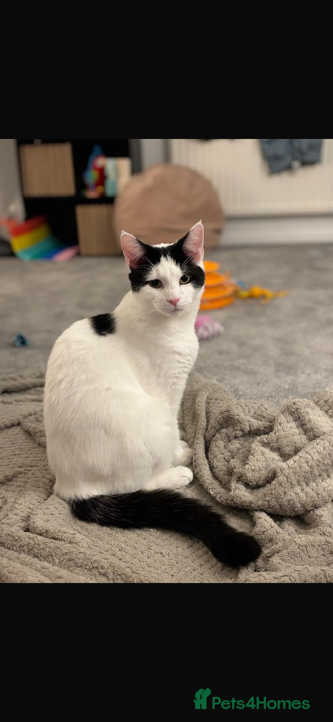 Mixed Breed cats for sale: Rex and Dorito  - Advert 4