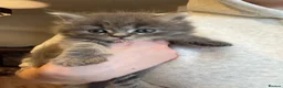 Mixed Breed cats for sale: Beautiful fluffy kittens  in Doncaster - Advert 2