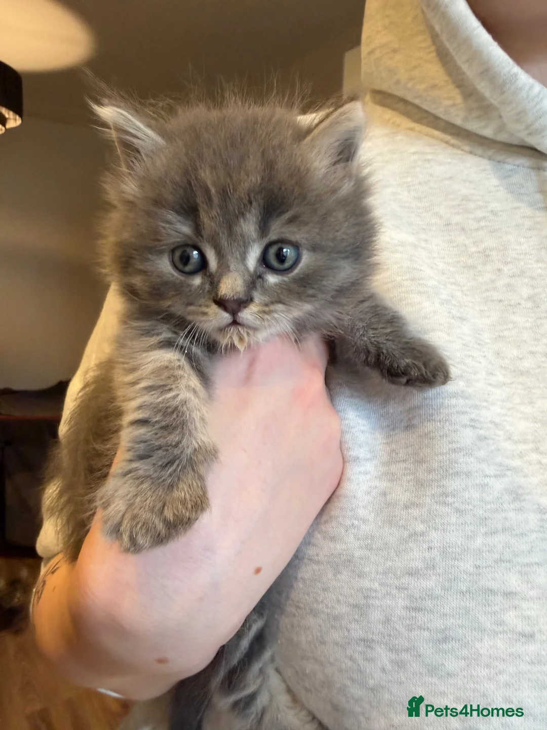 Mixed Breed cats for sale: Beautiful fluffy kittens  in Doncaster - Advert 2