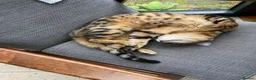 Bengal cats for sale: Gilbert in London - Advert 7