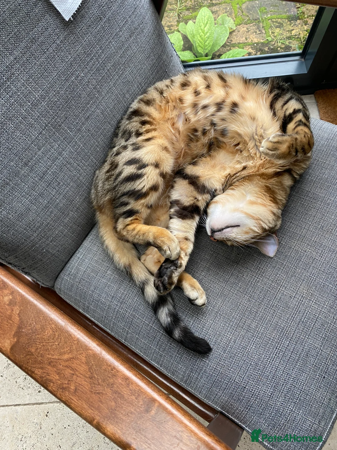 Bengal cats for sale: Gilbert in London - Advert 7