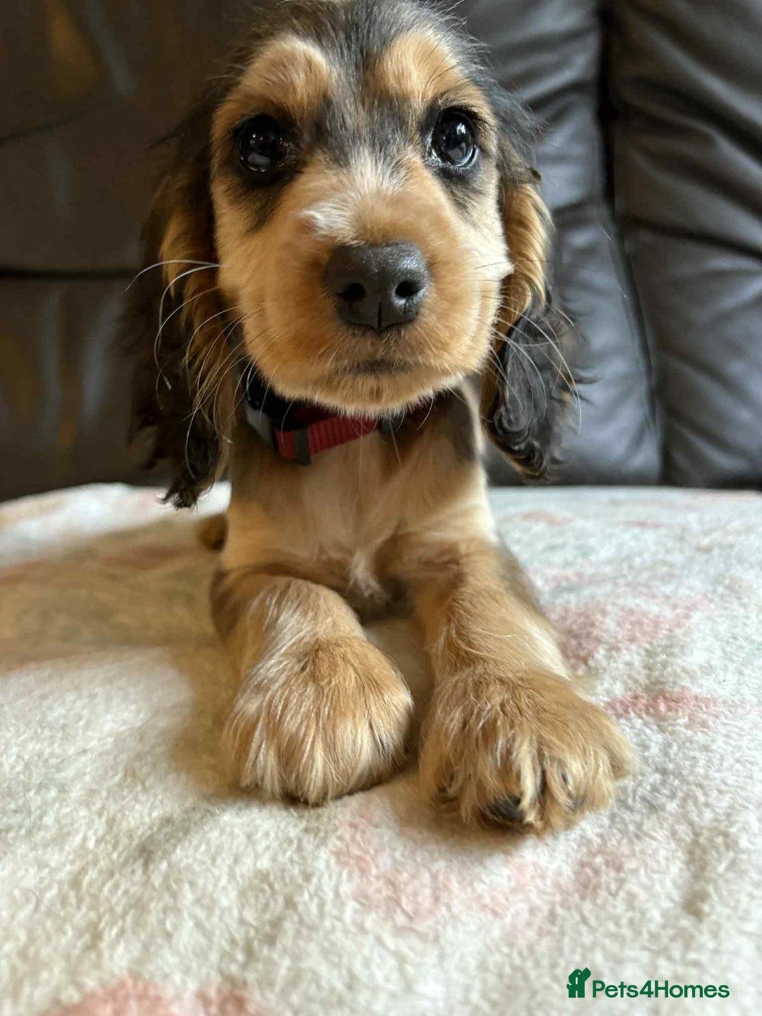 Cocker Spaniel dogs for sale: Show type Cocker Spaniel Puppies - Image 4