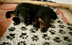 Patterdale Terrier dogs for sale: Stunning litter of patterdale puppies  - Image 3