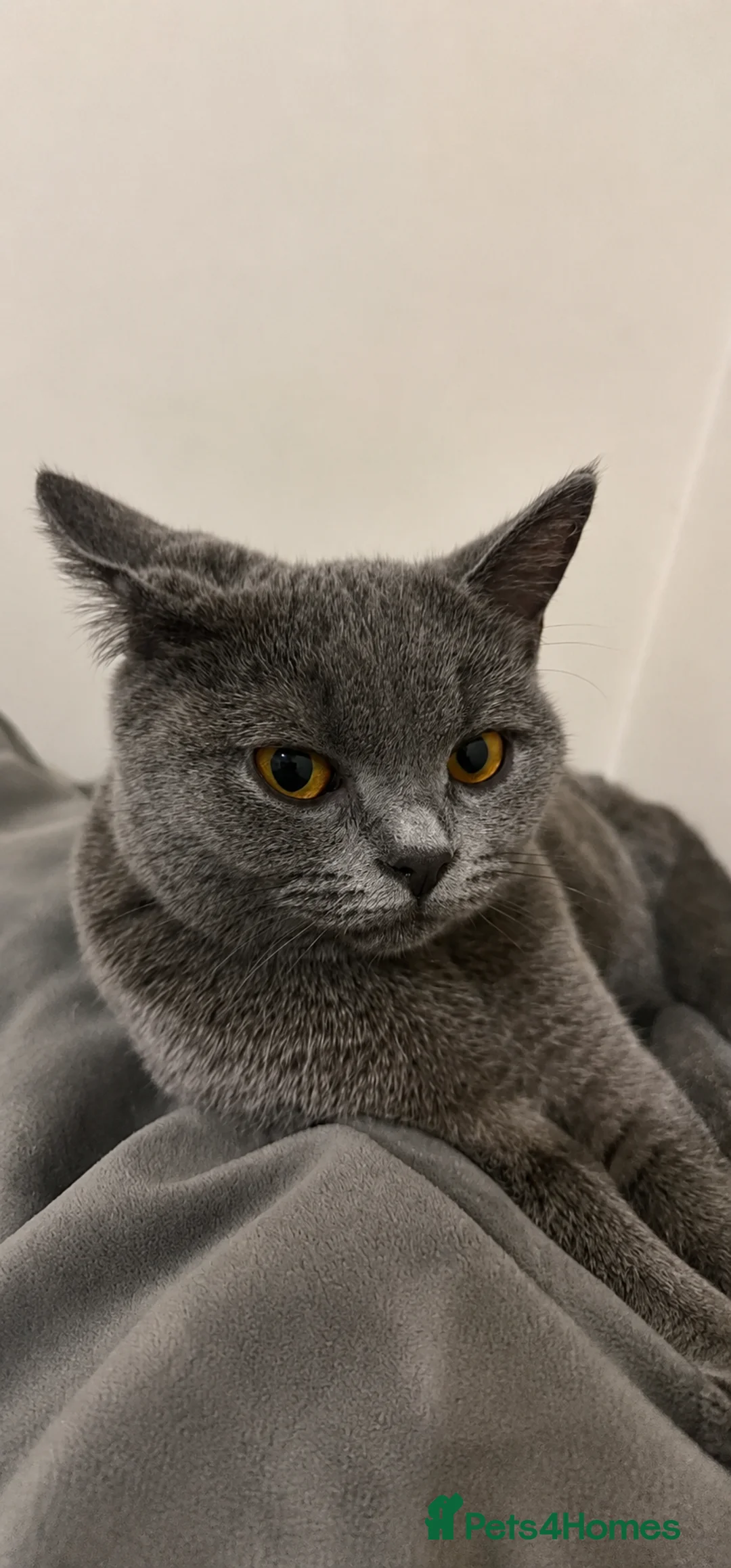 British Shorthair cats for sale: British shirt hair x kitten - Advert 5