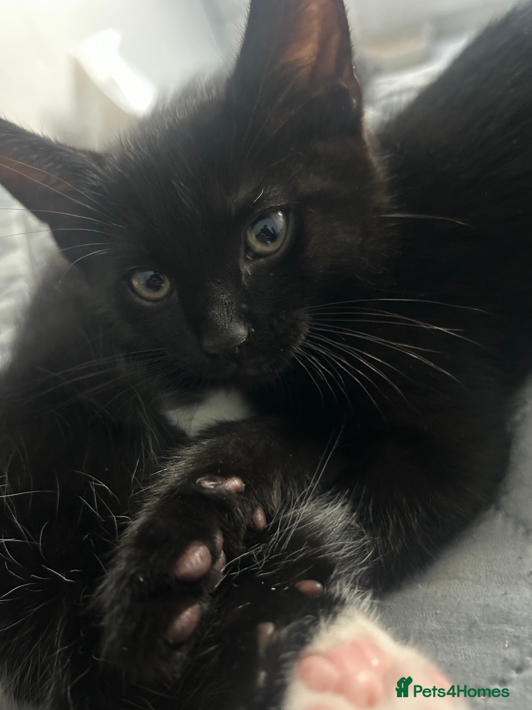 Mixed Breed cats for sale: Rare Bengal-Mix & Ginger Line Kittens  - Advert 19