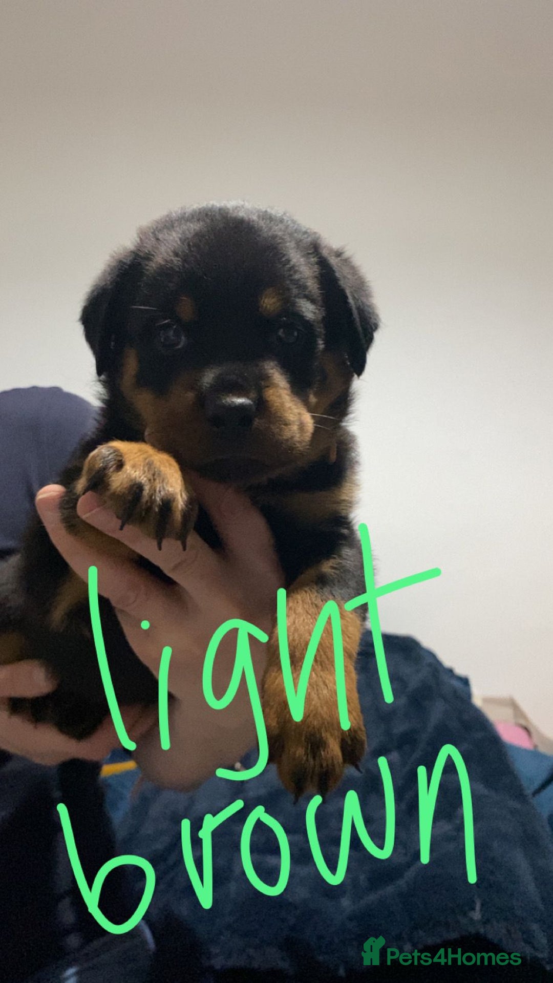 Rottweiler dogs for sale: Kc reg stunning rottweiler puppies - Advert 5