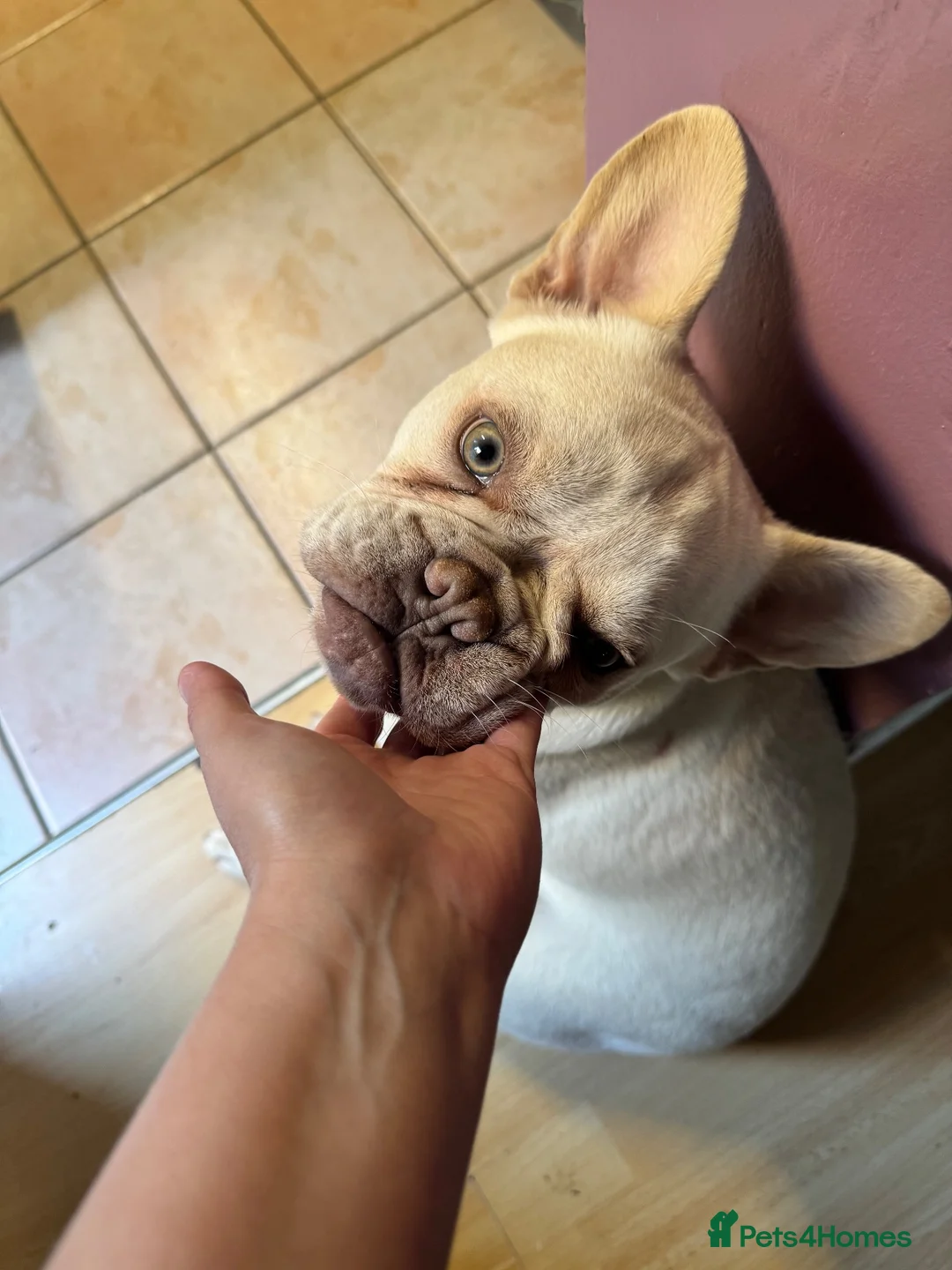 French Bulldog dogs for sale: 10 month old French bulldog  - Advert 2