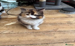 Mixed Breed cats for sale: British short/long hair x kittens ready to go  - Image 3