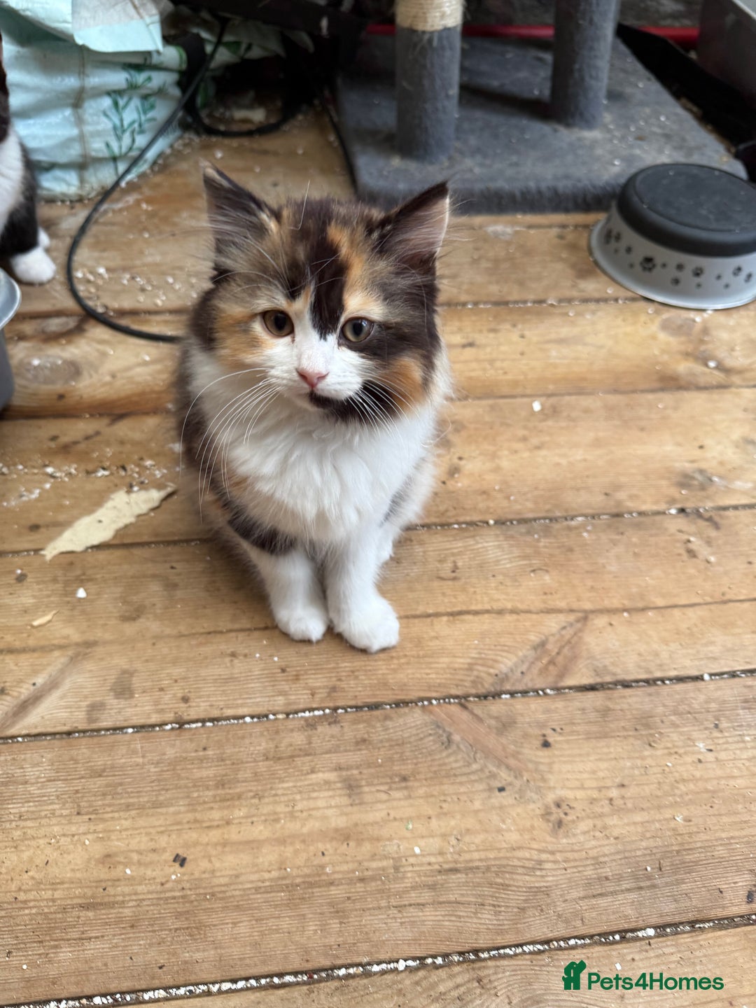 Mixed Breed cats for sale: British short/long hair x kittens ready to go  - Image 3