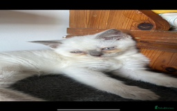 British Shorthair cats for sale: British short haired kittens  - Image 2