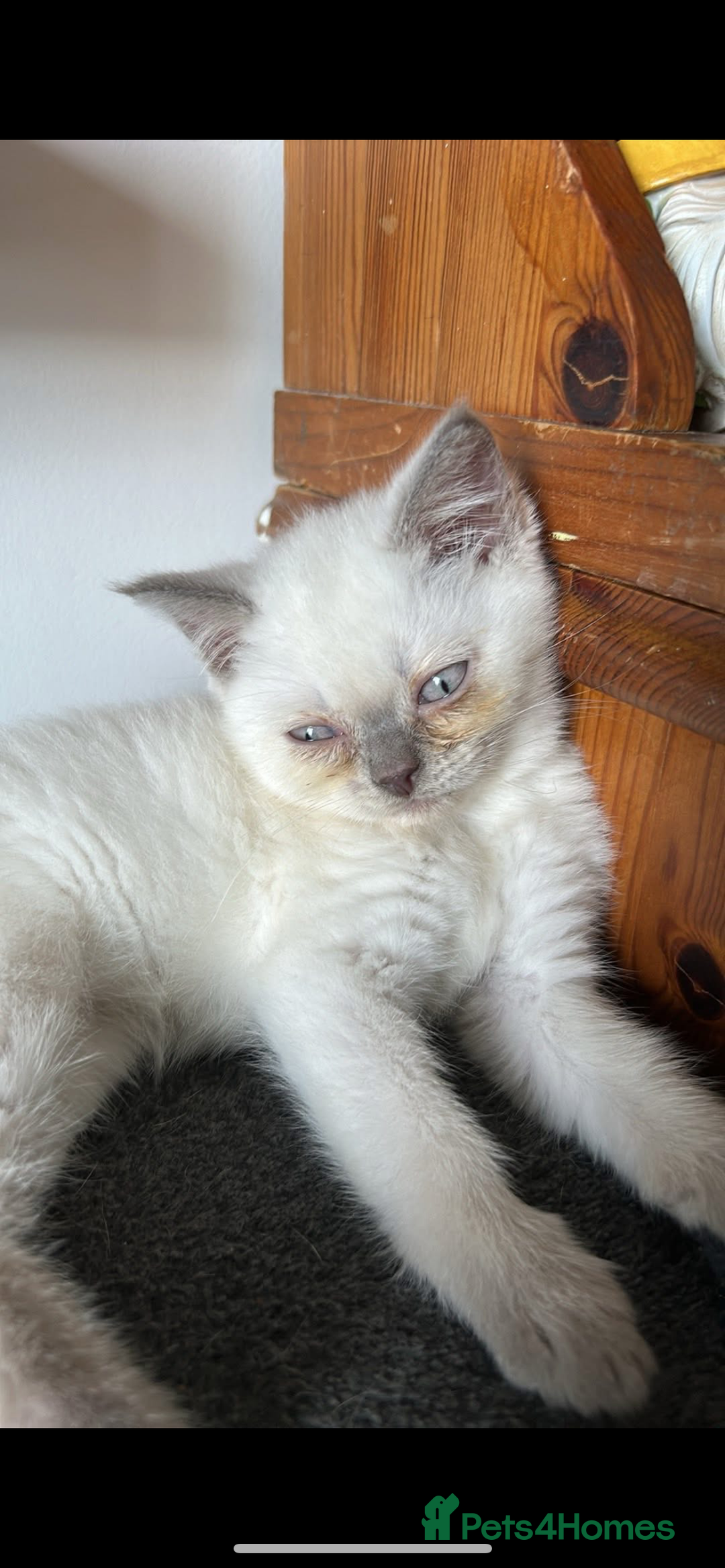 British Shorthair cats for sale: British short haired kittens  - Image 2