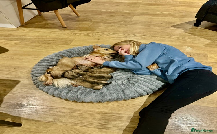 Miniature Dachshund dogs - Advert 11