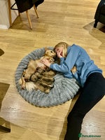 Miniature Dachshund dogs - Advert 8