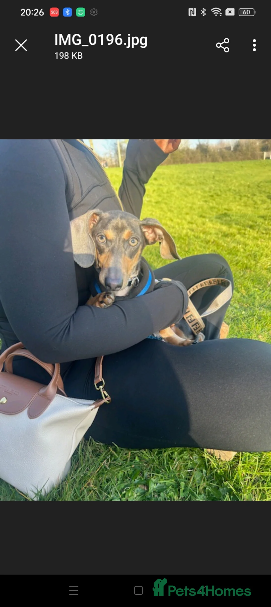 Dachshund dogs for sale: Beautiful male dachshund  - Advert 6
