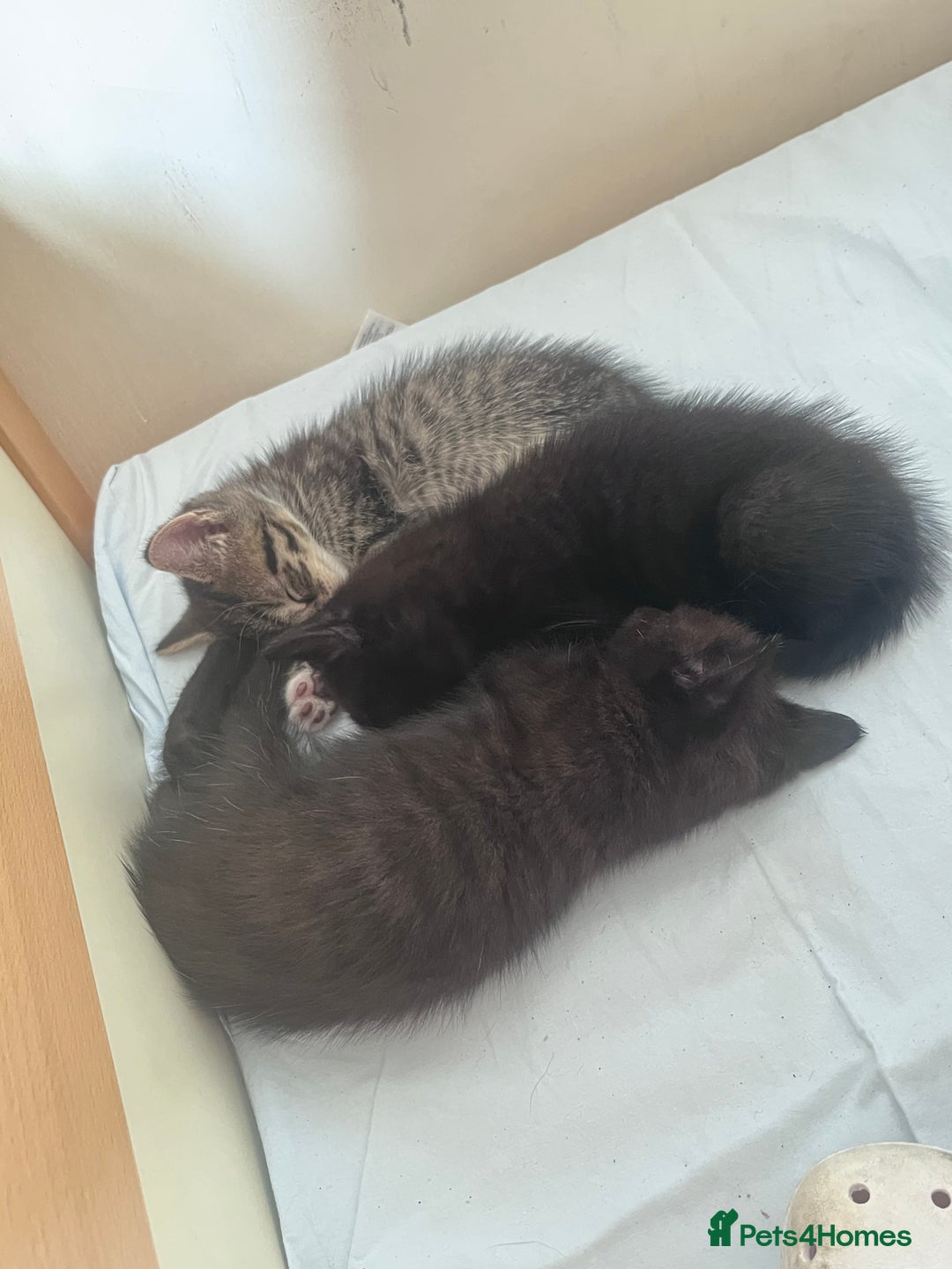 British Shorthair cats for sale: Beautiful boys looking for homes - Image 6