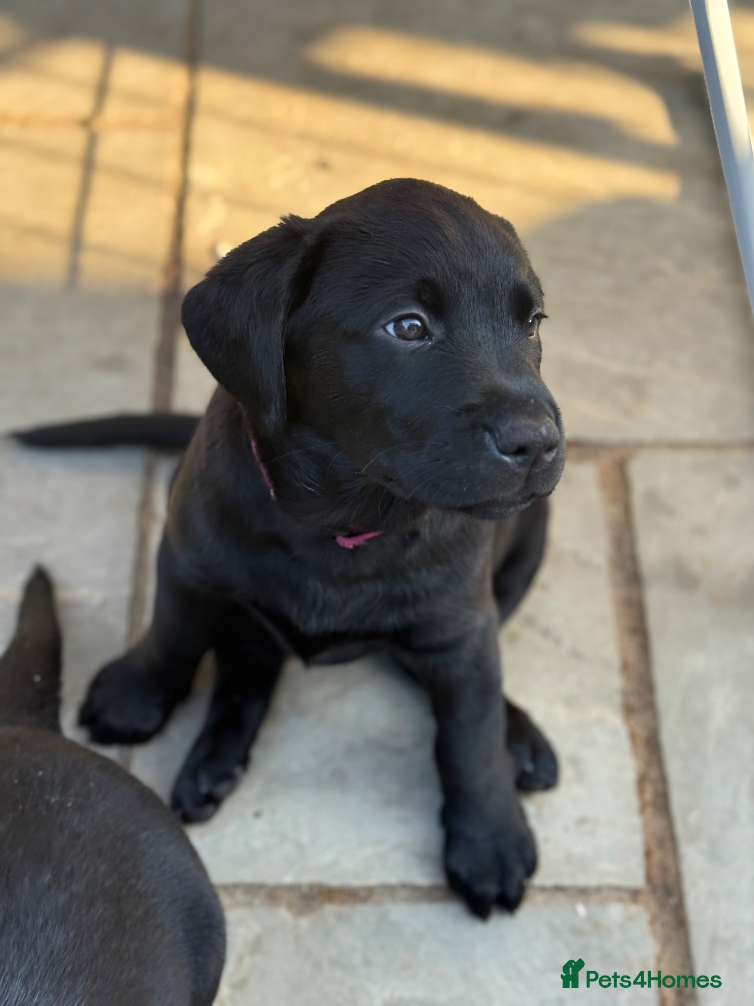 Labrador Retriever dogs Gorgeous Black Labrador Puppies  - Advert 2