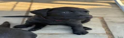 Labrador Retriever dogs for sale: Gorgeous Black Labrador Puppies  - Advert 2