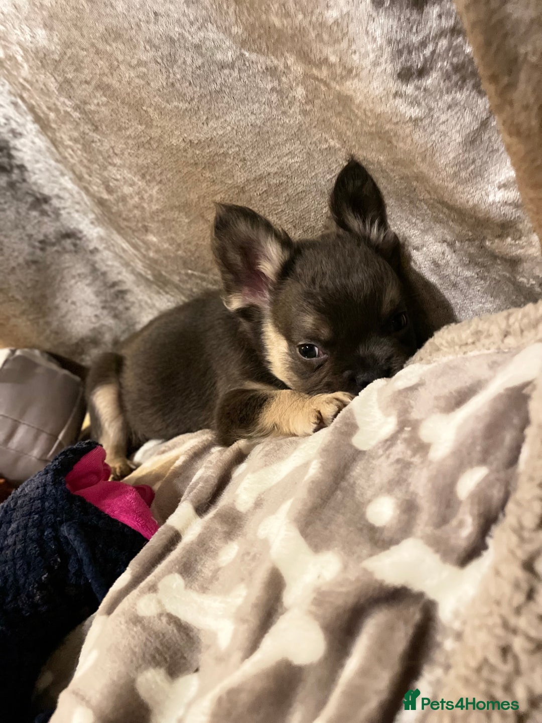 French Bulldog dogs for sale: Visual Fluffy Compact French Bulldogs 🩷🐶🐾 - Advert 15