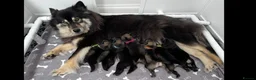 Eurasier dogs for sale: Eurasier Puppies - Kennel Club Registered  - Advert 15