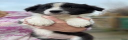 Border Collie dogs for sale: Pure Bred Border Collie Puppies For Sale - Advert 6